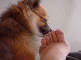 Daisy May licking my toes