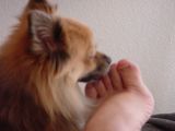 Daisy May licking my toes