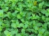Mint