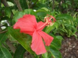 Endemic red hibiscus