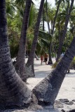 Coconut palms abound