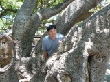 Chris among Banyan tree at Lahaina