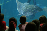 Kids and Manta Ray