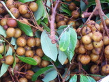 Longan (Dimocarpus longan)