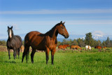 128 Mount Jefferson horses 3.jpg
