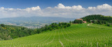 130 Umbrian Vineyard Pano.jpg