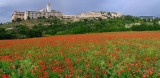131 Assisi Poppies Pano 2.jpg