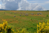 132 Sheep and poppies.jpg