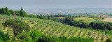 137 Tuscan Hills  Pano 1.jpg