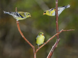 118 three Goldfinches.jpg