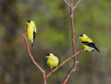 118 three male Goldfinches.jpg