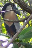 Costa Rica 055.jpg