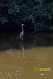 Costa Rica 298.jpg