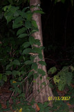 Costa Rica 311.jpg