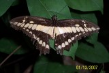 Costa Rica 313.jpg