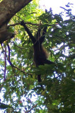 Costa Rica 317.jpg