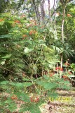 Costa Rica 362.jpg