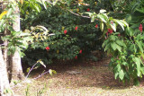 Costa Rica 391.jpg
