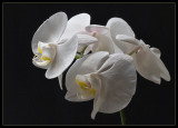 orkide9_b.jpg