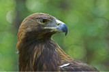 Golden Eagle