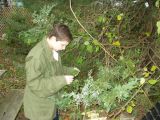 michael working on his leaf project