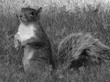 DSC01878_bw.JPG