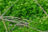 Dike 14--Red Admiral.jpg