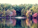 Magic Forest ~ October 27th