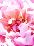 Peonie ~ June 2nd