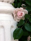 Vineyard Rose ~ June 19th