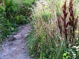 Late Summer Path ~ August 26th