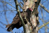 Turkey Vulture