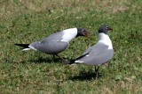 Laughing Gull Laughing