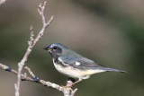 Female Black-throated Blue
