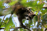 Raccoon