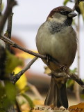 Sparrow