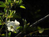 Pear tree flower