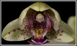 Orchid 1.jpg