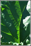 rhubarb leaf