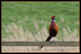 Pheasant (Fasantupp)