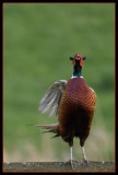 Pheasant (Fasantupp)