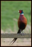 Pheasant (Fasantupp)