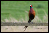 Pheasant (Fasantupp)