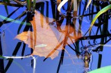 leaf under water