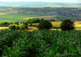 alsatian fields