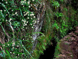 the levada canal.