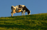 a cow on the cliffs.