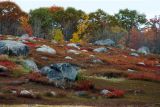 Maine Charm