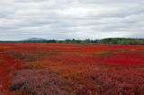 Blueberry Barrens