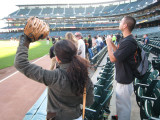 cat trying to get a BP ball